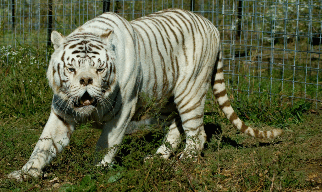  animals can have down syndrome – tiger with Down syndrome-like appearance