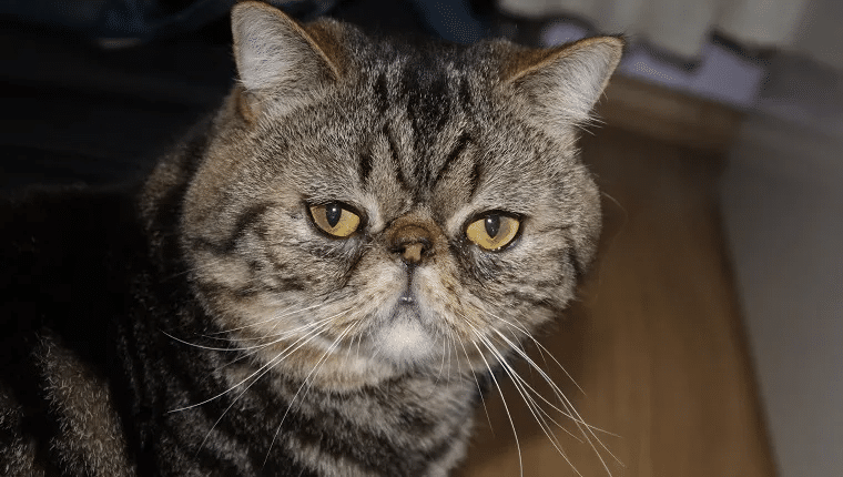  animals can have down syndrome – cat with Down syndrome-like appearance