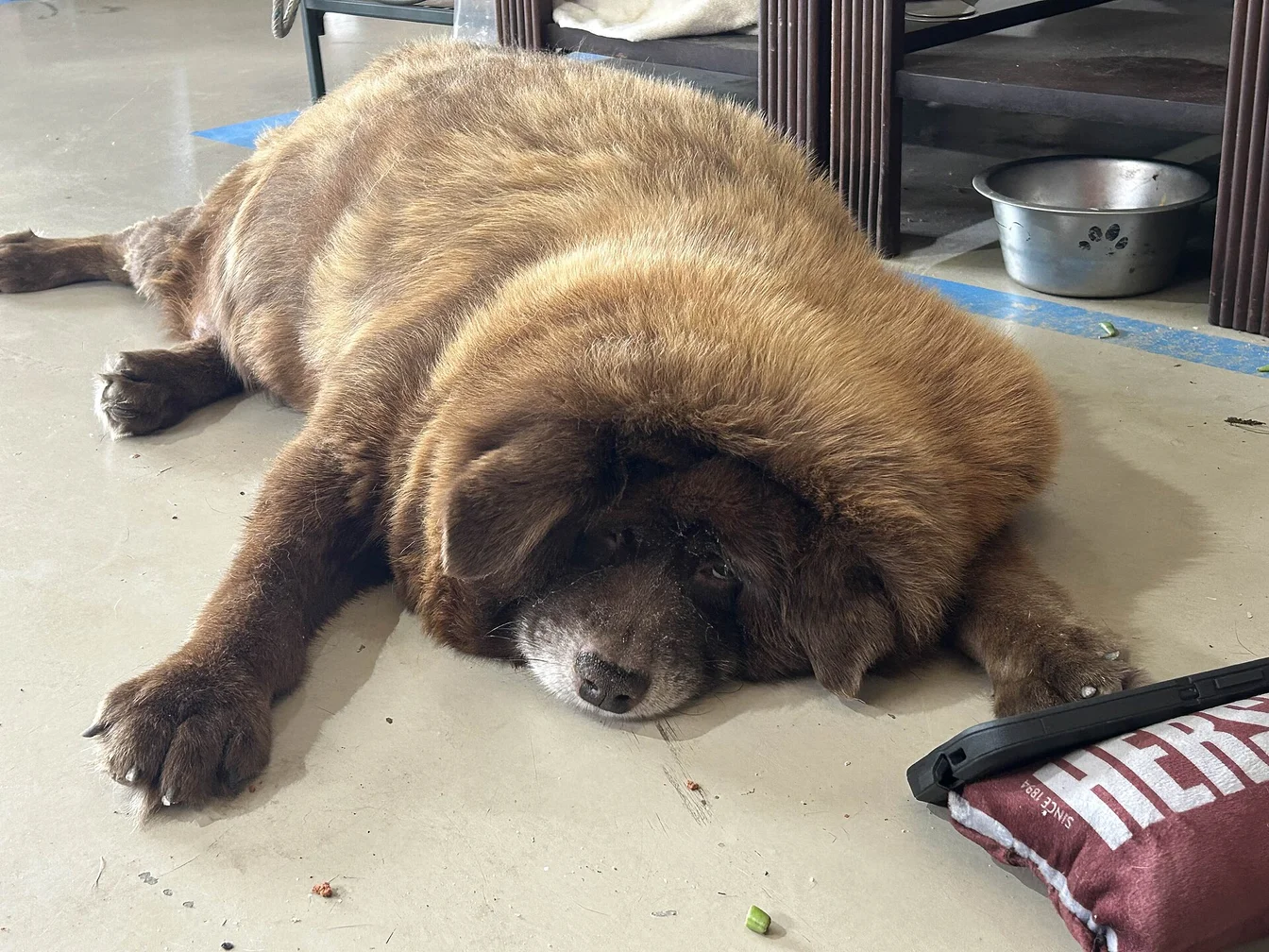 Viral TikTok & Reels Hook Generator - viral video phone